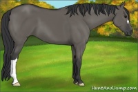 Horse Color:Grullo 