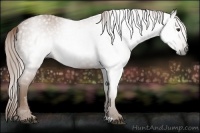 Horse Color:Gray Chestnut 