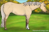 Horse Color:Silver Buckskin Roan Dun