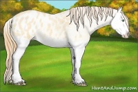 Horse Color:Amber Cream Champagne Roan Dun Splash Appaloosa 