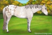 Horse Color:White Spotted Bay Dun Varnish 