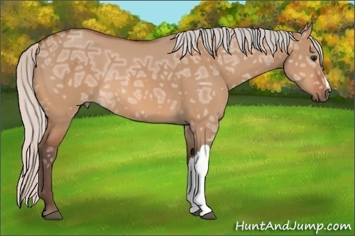 Horse Color:Silver Bay Ice Dun 