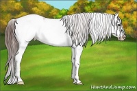 Horse Color:White Spotted Bay Ice Roan Dun Splash Frame Appaloosa 