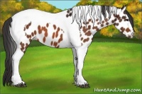 Horse Color:Bay Tobiano Leopard 