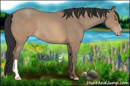 Horse Color:Sable Champagne 
