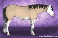 Horse Color:Brown Dun Splash 