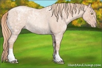 Horse Color:Gold Champagne Ice Roan Rabicano 