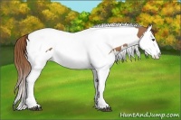 Horse Color:Chestnut Splash Tobiano 