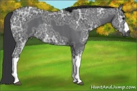 Horse Color:Blue Ice Roan 