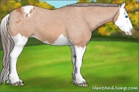 Horse Color:Bay Roan Splash Appaloosa 