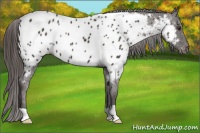 Horse Color:Liver Chestnut Near Leopard 