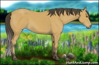 Horse Color:Buckskin 
