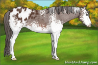 Horse Color:White Spotted Bay Appaloosa