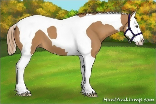 Horse Color: Chestnut Splash Tobiano 