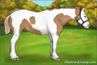 Horse Color:Chestnut Splash Tobiano