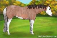 Horse Color:Bay Roan Splash 