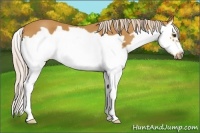 Horse Color:Palomino Splash Frame 