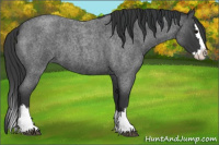 Horse Color:Blue Roan Splash 