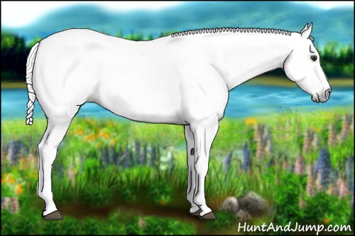 Horse Color:Gray Chestnut Frame 