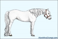 Horse Color:Gray Chestnut 