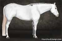 Horse Color:Liver Red Roan Tobiano Appaloosa 