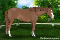 Horse Color:Chestnut Splash 