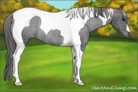 Horse Color:Black Tobiano Blanket Rabicano 
