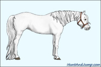 Horse Color:Gray Red Roan 