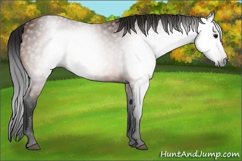 Horse Color:Gray Bay 