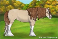 Horse Color:Red Dun Splash 