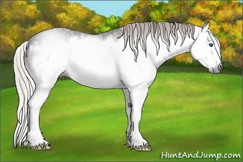 Horse Color:Gray Silver Black Splash Frame 