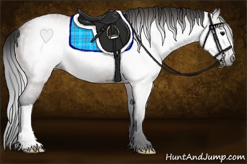 Horse Color:Gray Bay 