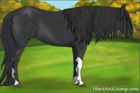 Horse Color:Black Tobiano 