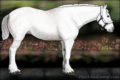 Horse Color:Gray Buckskin Splash Tobiano 