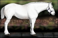 Horse Color:Gray Buckskin Splash Tobiano