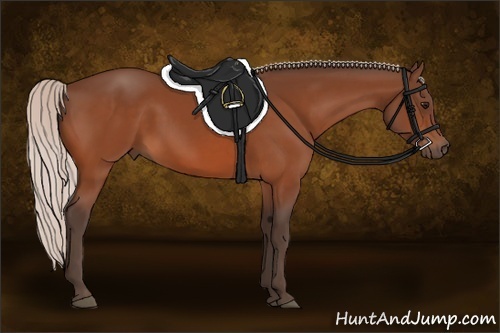 Horse Color:Silver Bay 