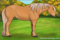 Horse Color:Chocolate Palomino 