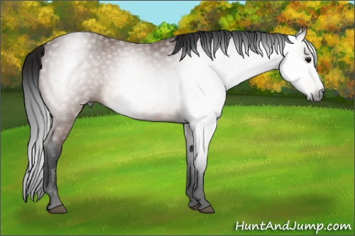Horse Color:Gray Bay 