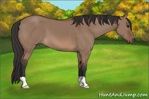 Horse Color:Bay Dun