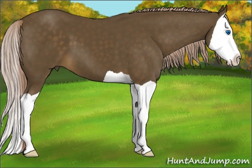 Horse Color:Chocolate Palomino Splash