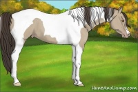 Horse Color:Classic Champagne Dun Tobiano 