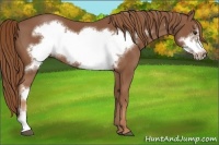 Horse Color:Chestnut Frame 
