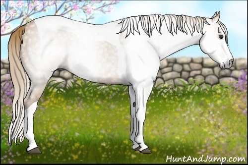 Horse Color:Gray Red Dun Splash Tobiano 