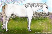 Horse Color:Gray Red Dun Splash Tobiano 