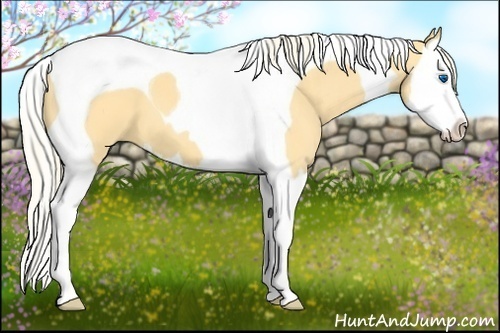 Horse Color:Palomino Dun Splash Tobiano 