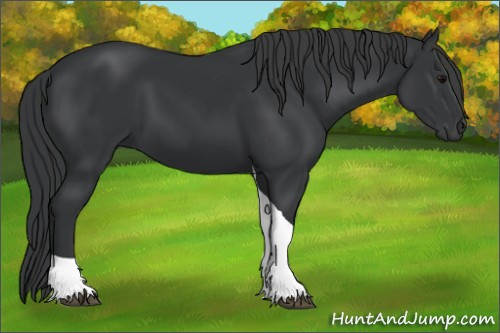 Horse Color: Unknown 