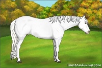 Horse Color:White Spotted Palomino Tobiano Appaloosa