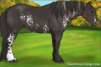 Horse Color:White Spotted Smoky Black 