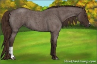 Horse Color:Liver Red Roan 
