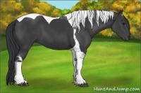 Horse Color:Black Sabino Tobiano 